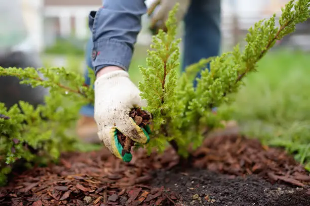 Affordable Mulching in Pompano Beach, FL