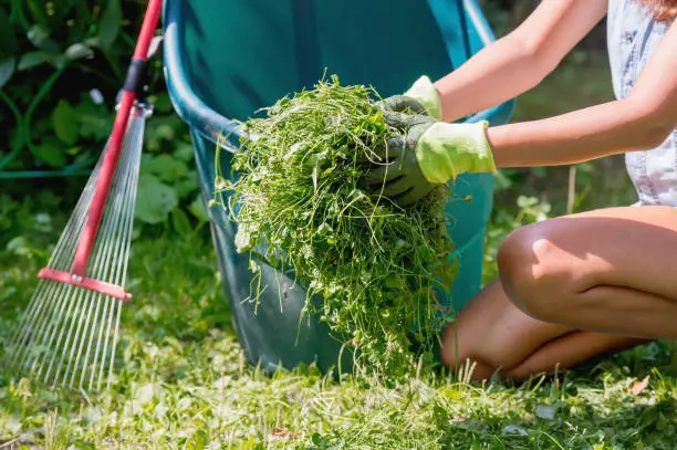 Yard Cleanup Pompano Beach, FL